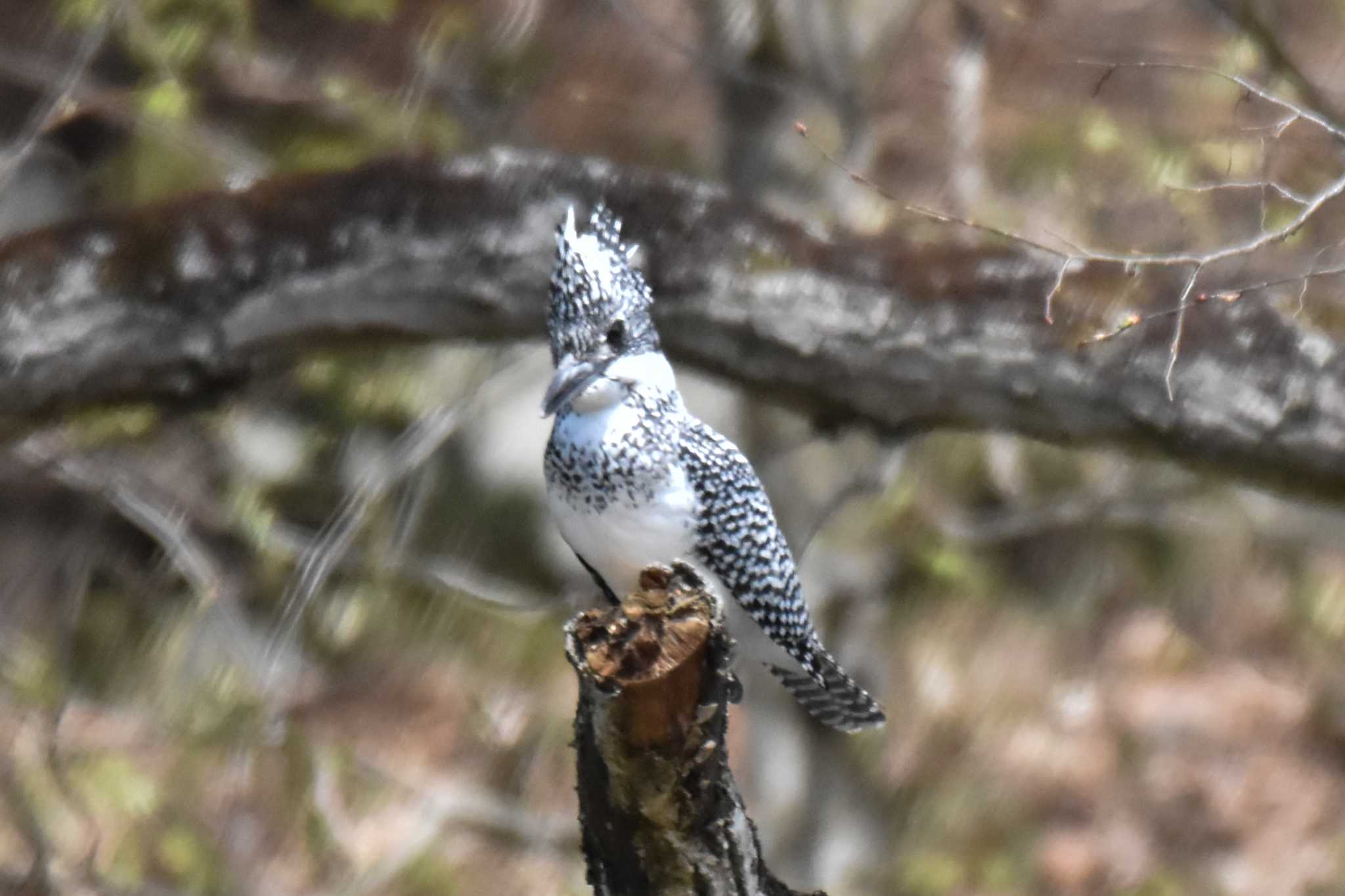 Photo of Crested Kingfisher at 奈良 by ひないつ☃️ⓨⓤⓚⓘ達磨改