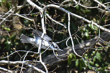 Crested Kingfisher 奈良 Sat, 4/13/2024