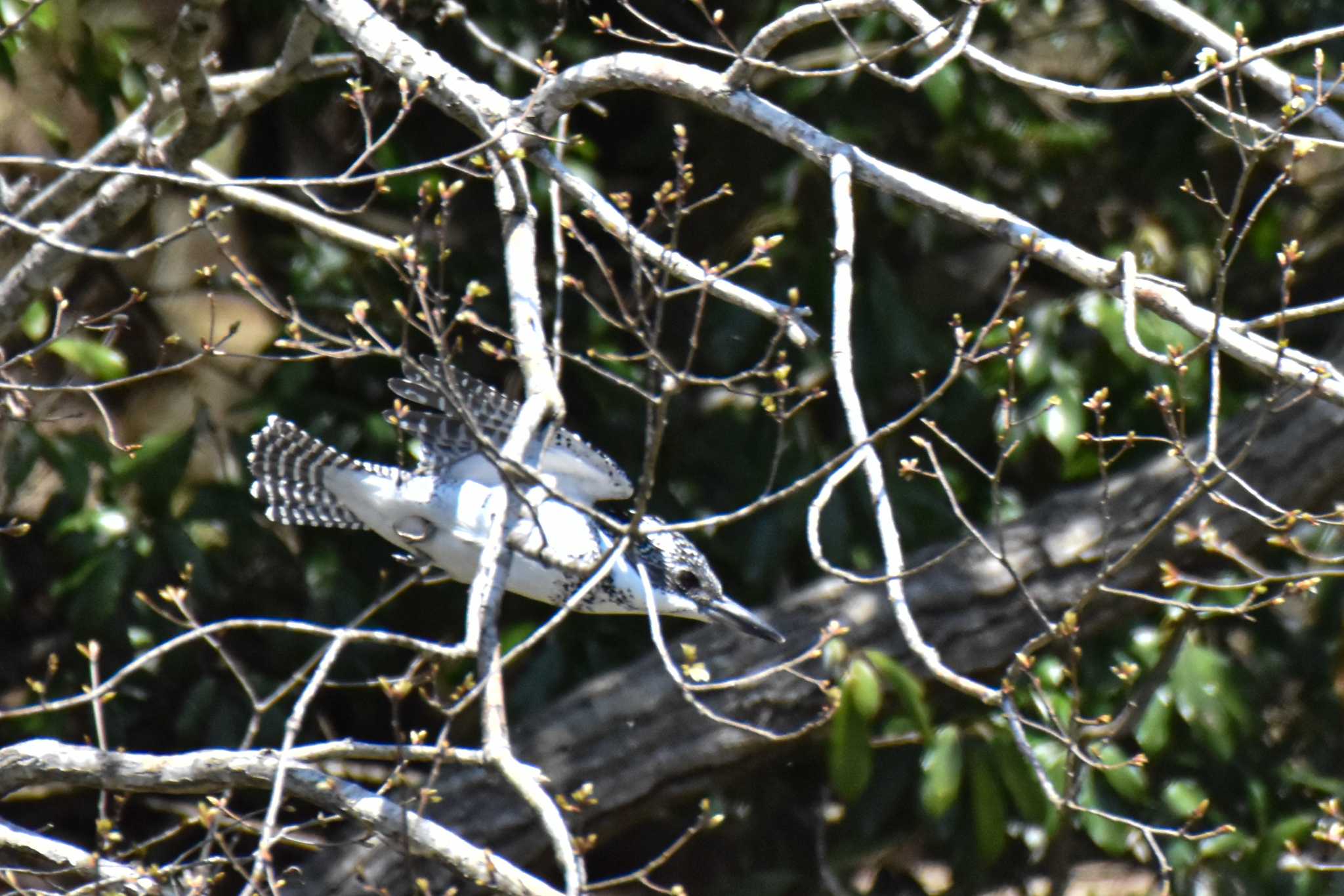 Photo of Crested Kingfisher at 奈良 by ひないつ☃️ⓨⓤⓚⓘ達磨改