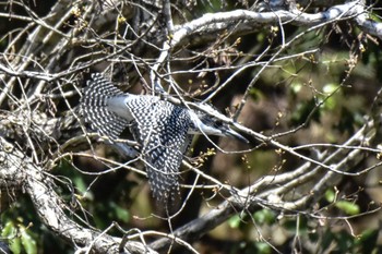 Crested Kingfisher 奈良 Sat, 4/13/2024