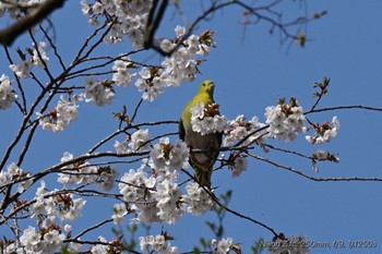 アオバト 丸火自然公園 2024年4月14日(日)