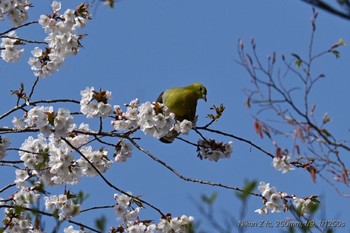 White-bellied Green Pigeon 丸火自然公園 Sun, 4/14/2024