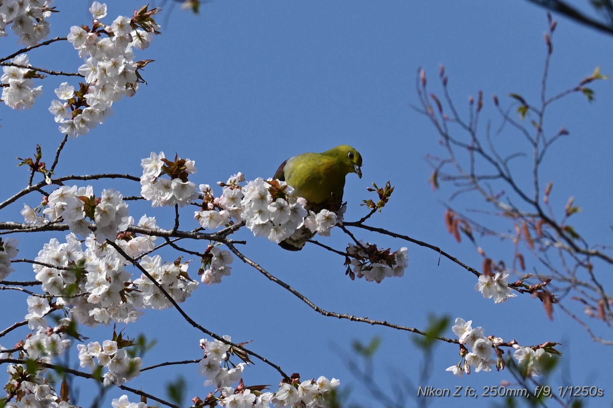 丸火自然公園 アオバトの写真 by 岡津八法斎