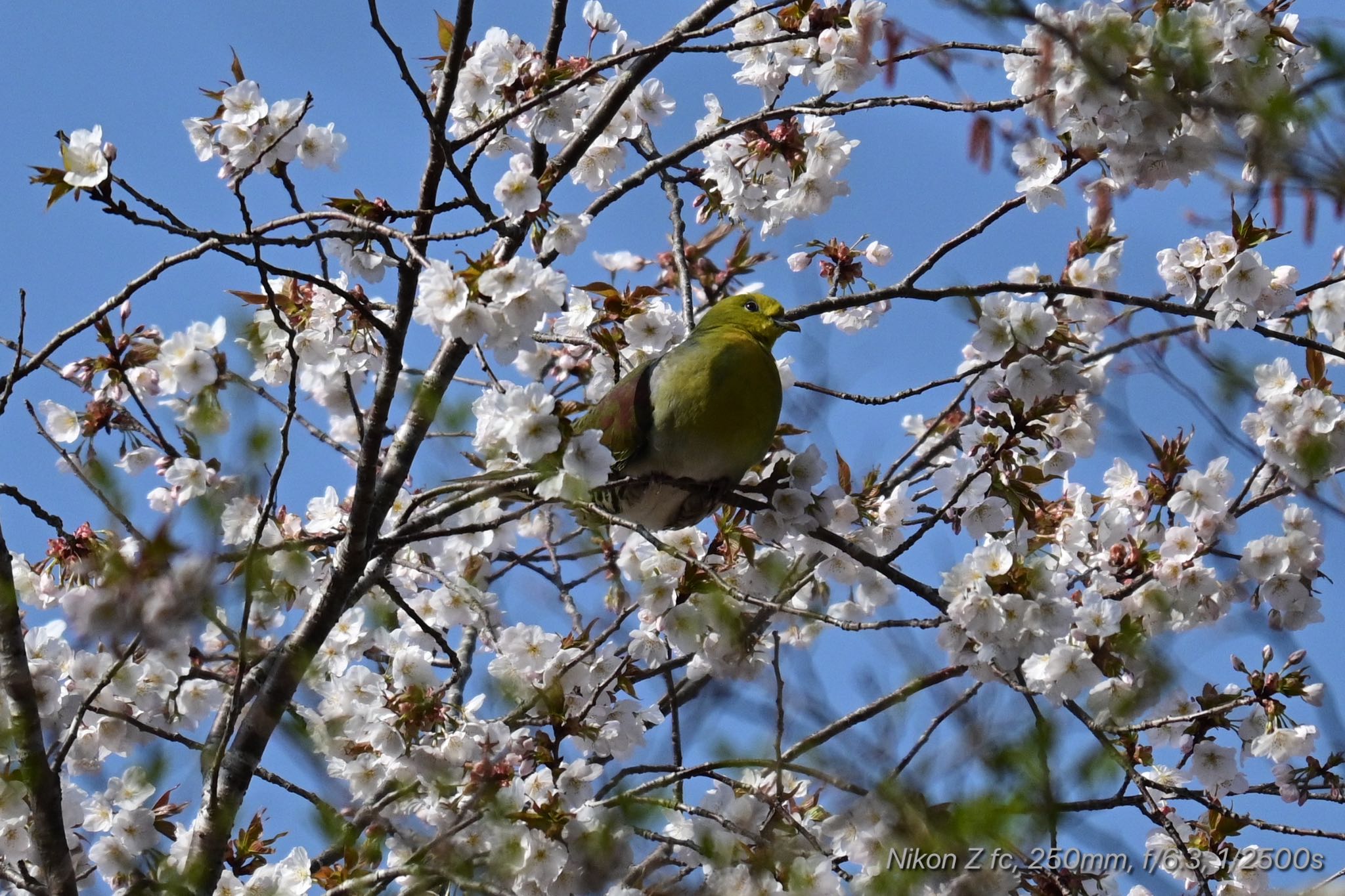 丸火自然公園 アオバトの写真 by 岡津八法斎