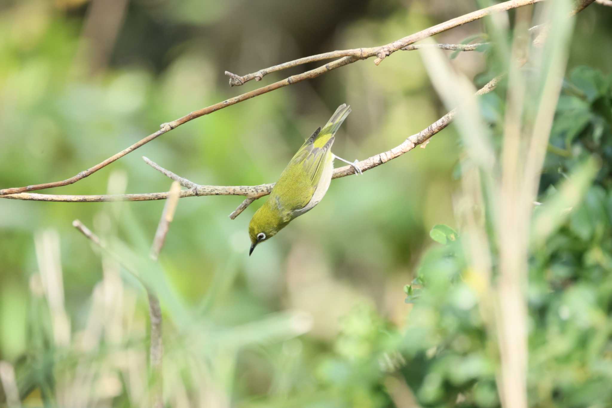 Photo of Warbling White-eye at 横浜市公園 by カルル