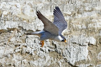 ハヤブサ 青葉山公園 2024年4月13日(土)