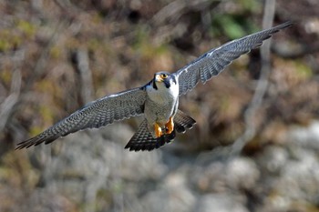 ハヤブサ 青葉山公園 2024年4月13日(土)