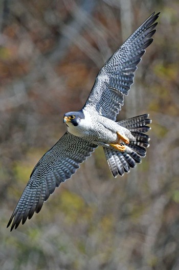 ハヤブサ 青葉山公園 2024年4月13日(土)