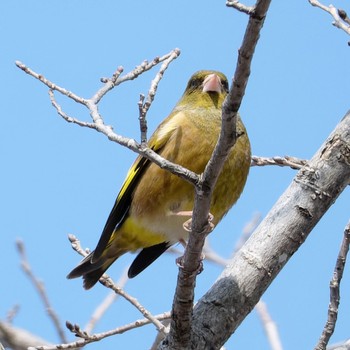 Grey-capped Greenfinch 茨戸川緑地 Sun, 4/14/2024