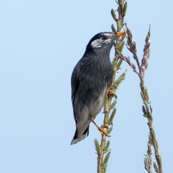 White-cheeked Starling 茨戸川緑地 Sun, 4/14/2024