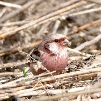 Siberian Long-tailed Rosefinch 茨戸川緑地 Sun, 4/14/2024