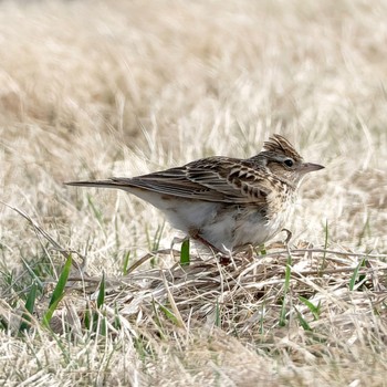 Eurasian Skylark 茨戸川緑地 Sun, 4/14/2024