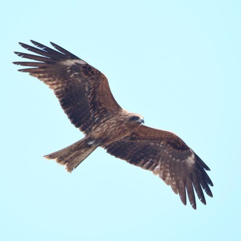 Black Kite 茨戸川緑地 Sun, 4/14/2024