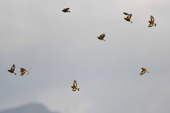 Grey-capped Greenfinch 愛媛県新居浜市 Sat, 4/13/2024