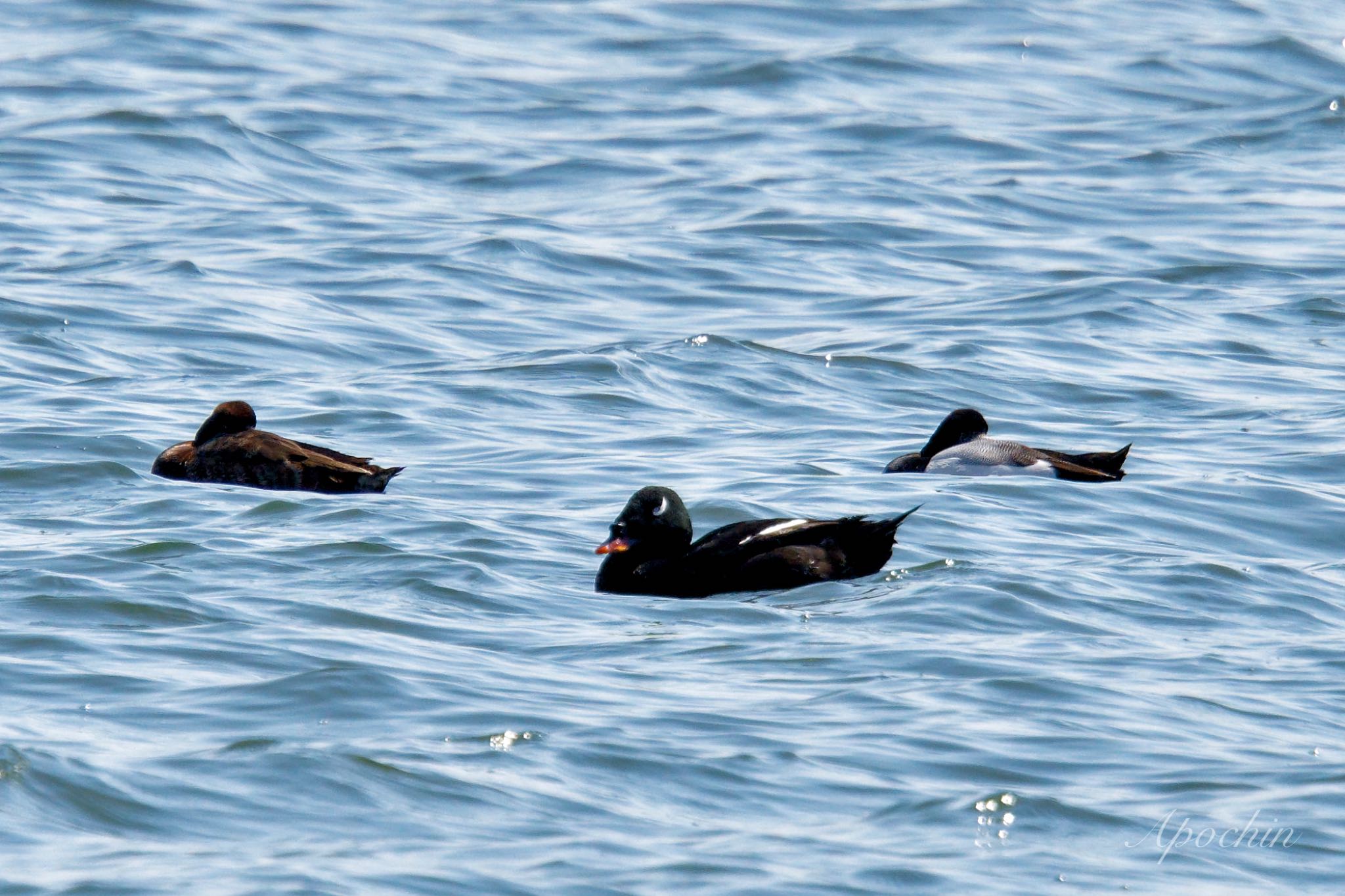 White-winged Scoter