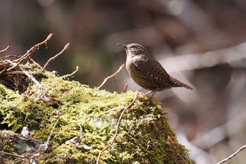 Eurasian Wren 伊香保森林公園 Sat, 4/13/2024