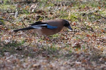 Eurasian Jay 伊香保森林公園 Sat, 4/13/2024