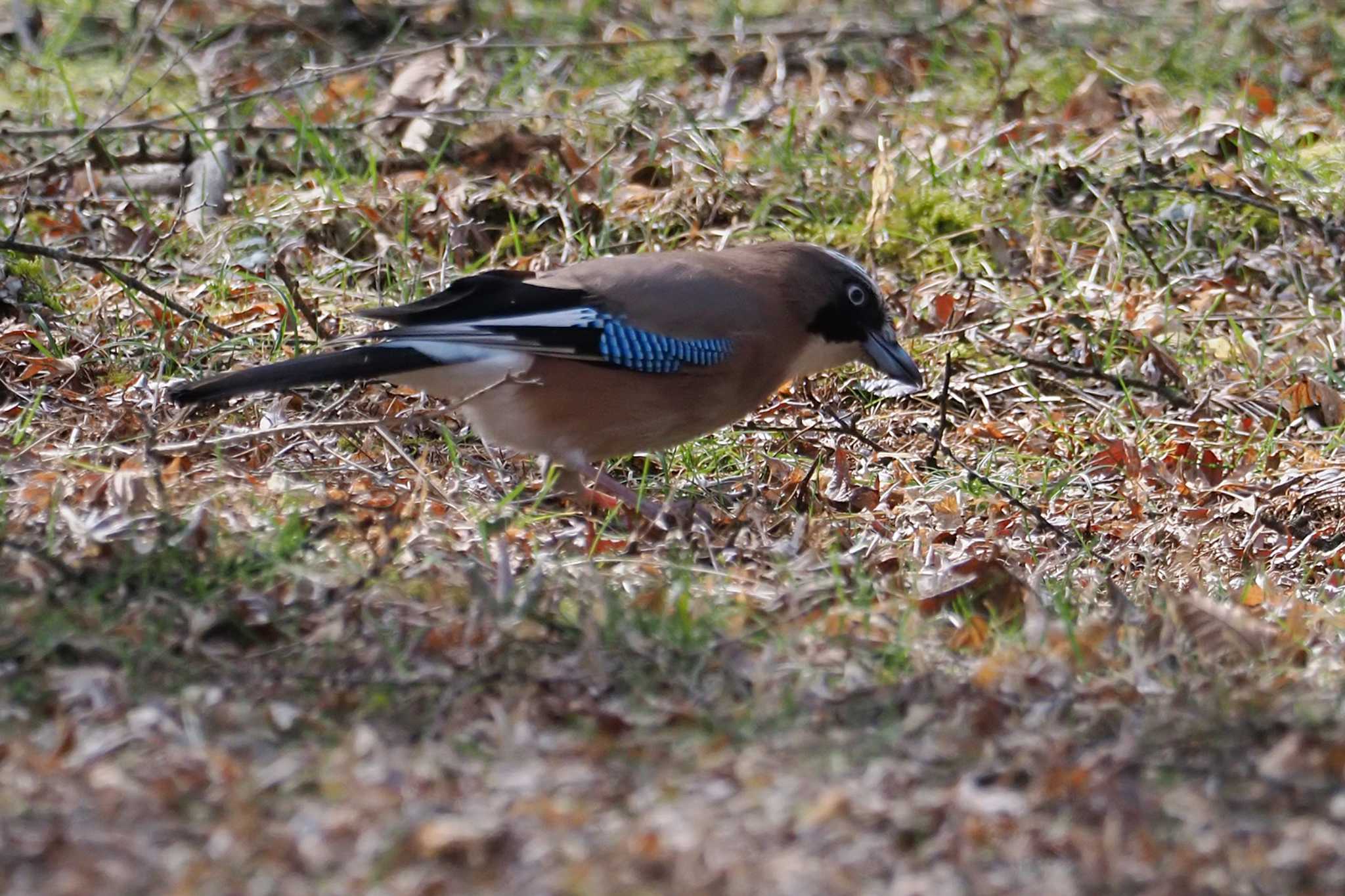 Eurasian Jay