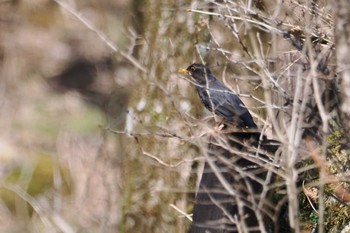 Japanese Thrush 伊香保森林公園 Sat, 4/13/2024