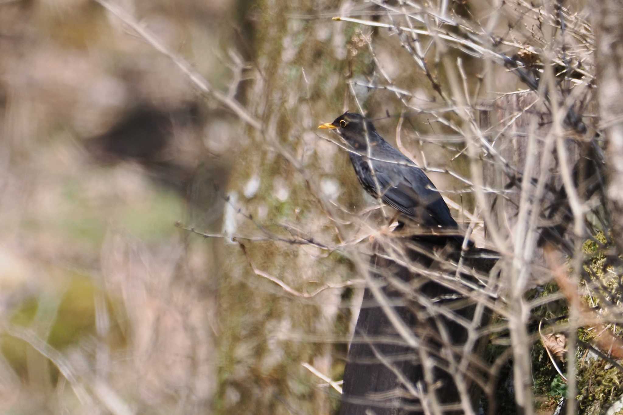 Japanese Thrush