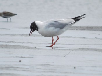 ユリカモメ ふなばし三番瀬海浜公園 2024年4月13日(土)