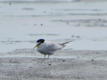 Little Tern Sambanze Tideland Sat, 4/13/2024