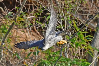 Peregrine Falcon Aobayama Park Sat, 4/13/2024