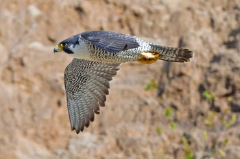 Peregrine Falcon Aobayama Park Sat, 4/13/2024