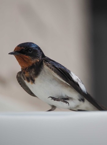 Barn Swallow 石川県 Sun, 4/14/2024