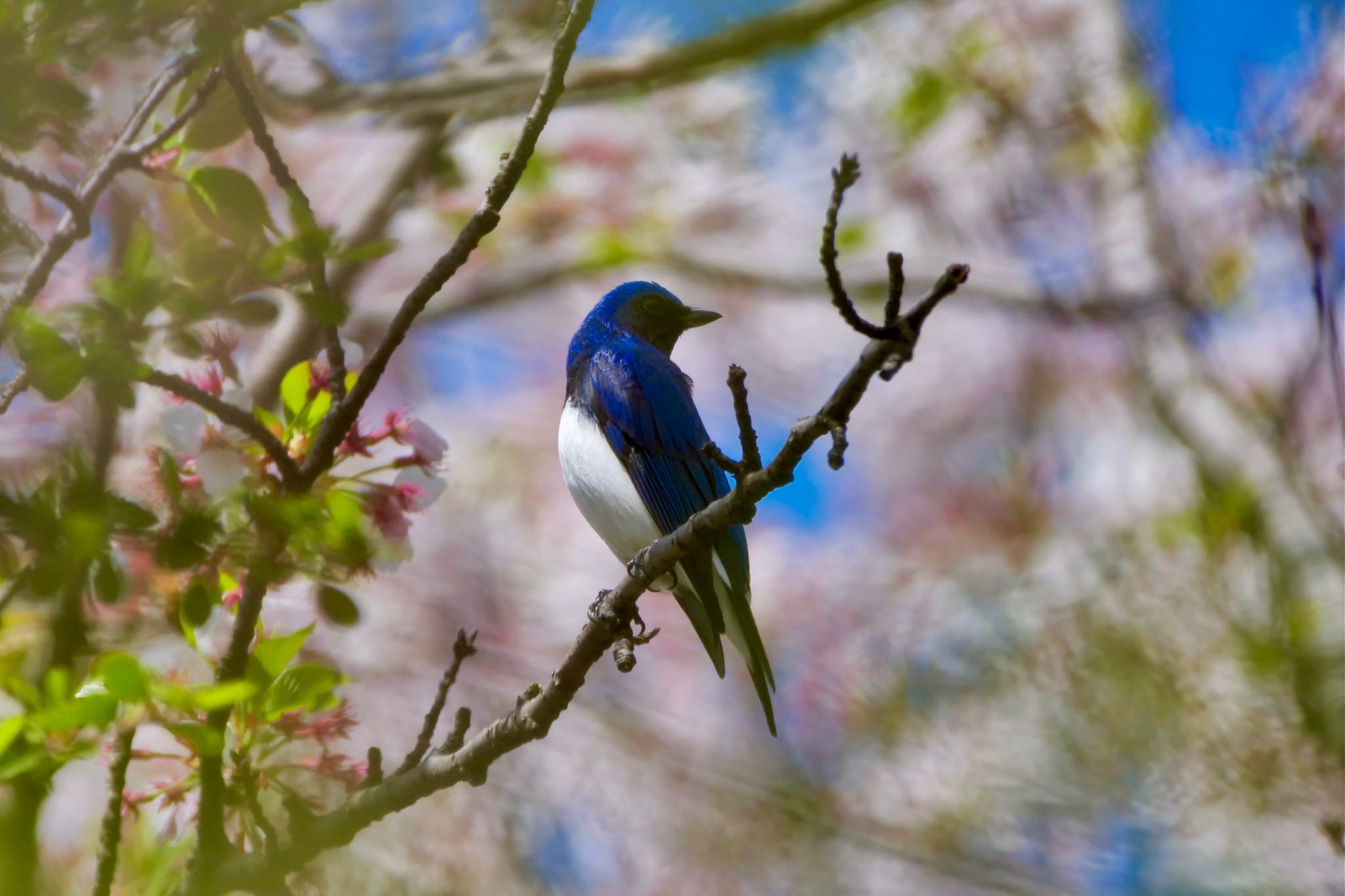 Photo of Blue-and-white Flycatcher at 庄内緑地公園 by sana