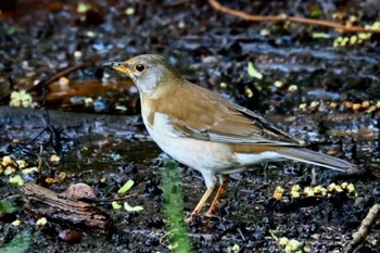 Pale Thrush 横浜市公園 Sun, 4/14/2024