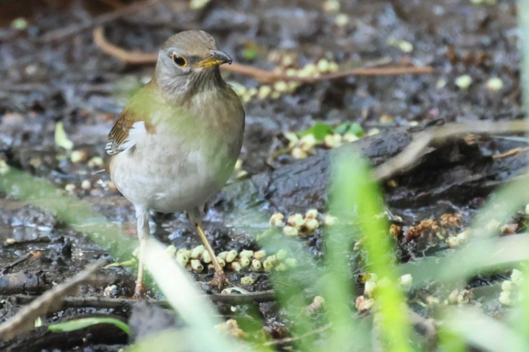 Photo of Pale Thrush at 横浜市公園 by カルル