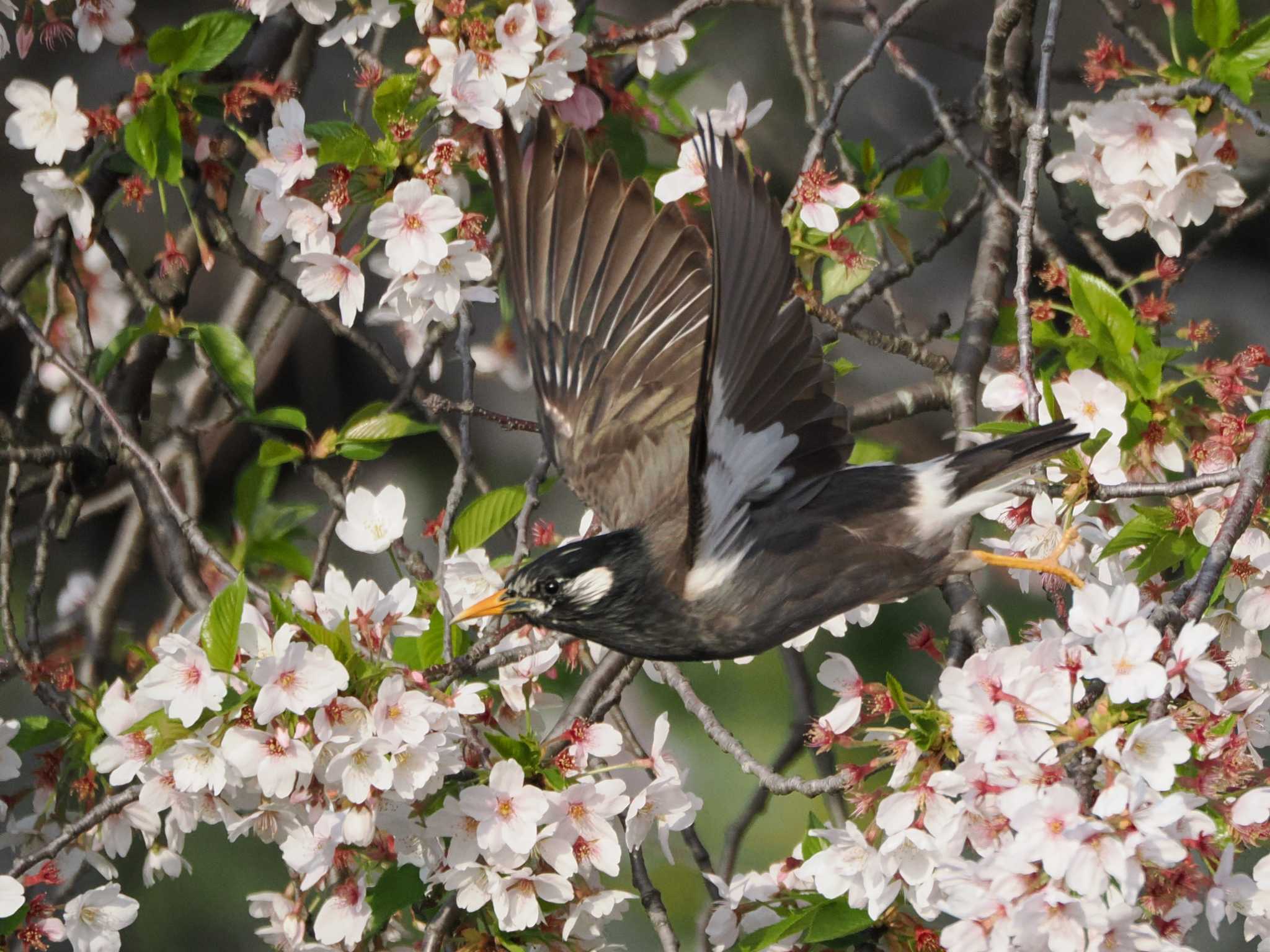 White-cheeked Starling