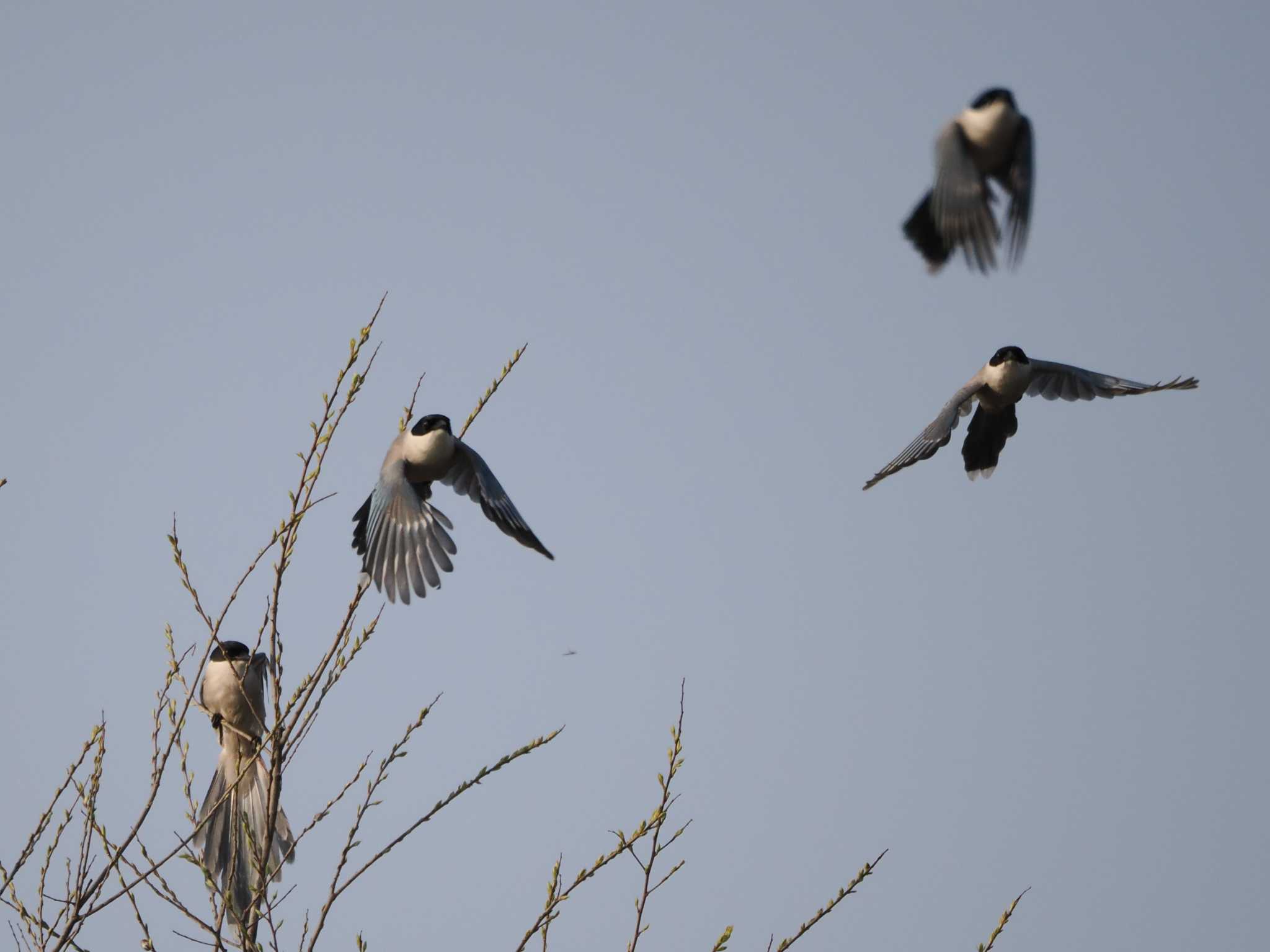 Azure-winged Magpie