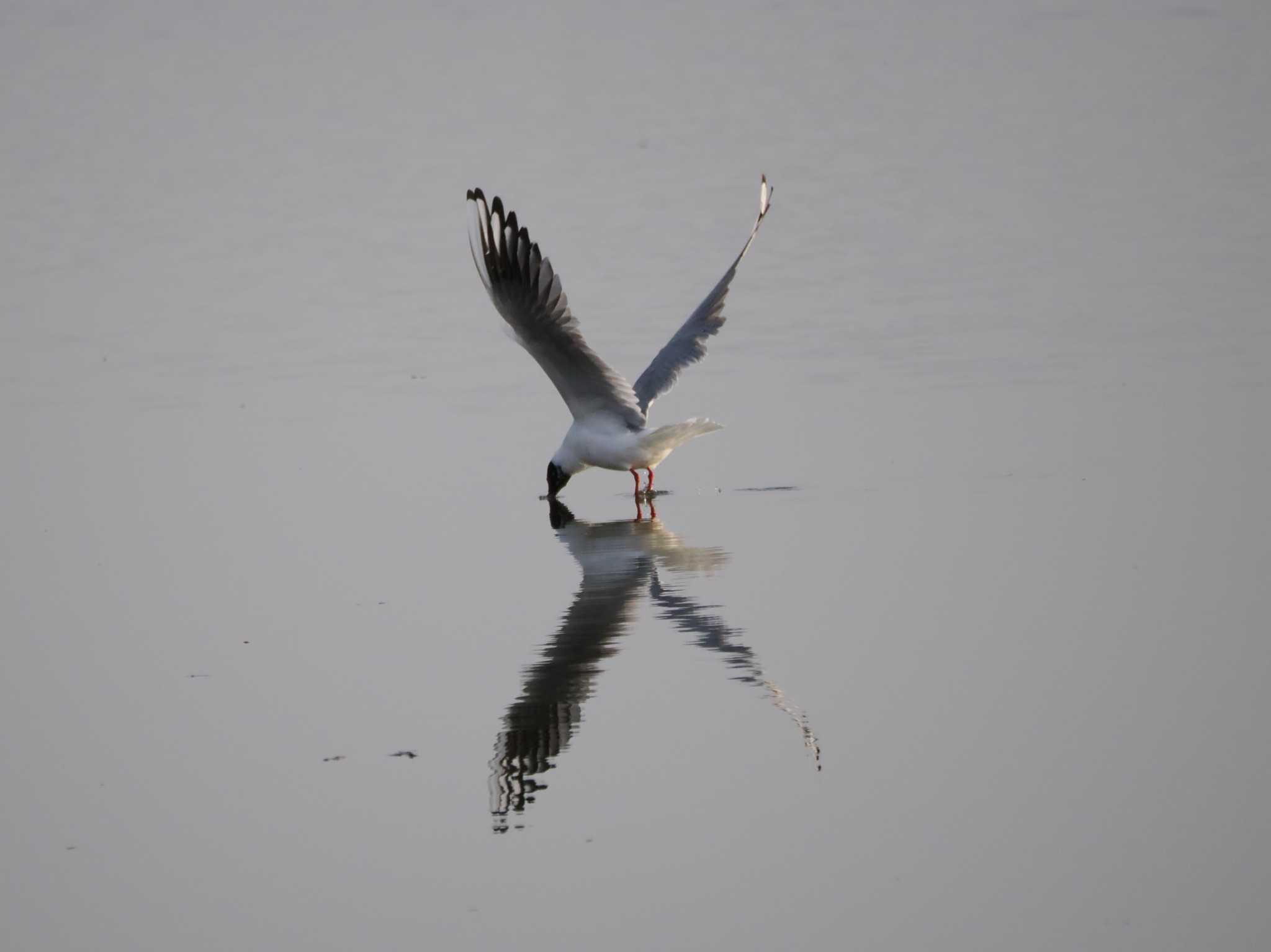 Photo of Black-headed Gull at Isanuma by のぶ