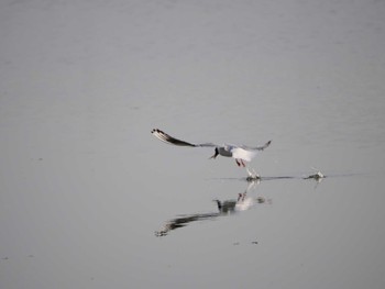 Black-headed Gull Isanuma Sun, 4/14/2024