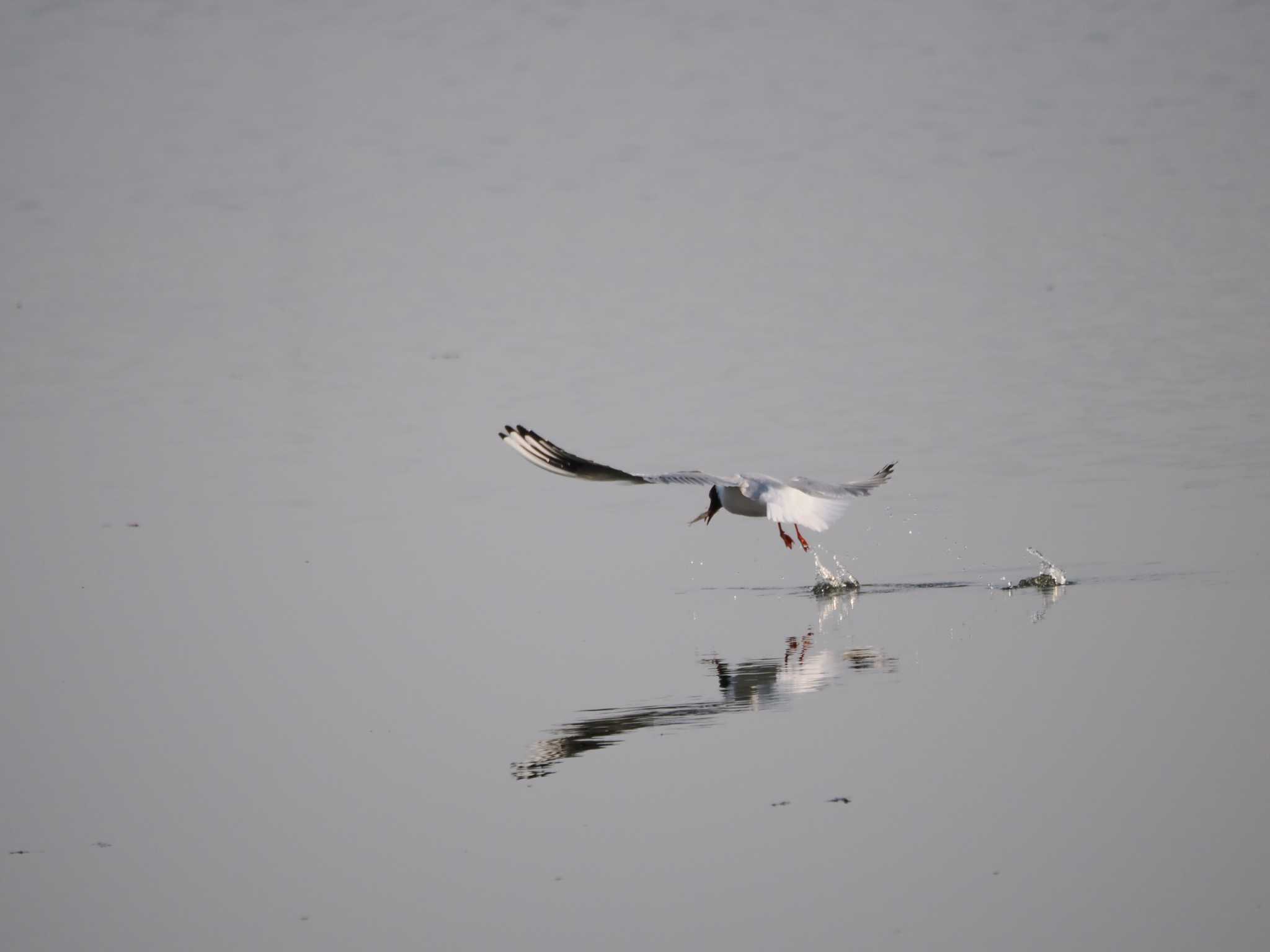 Black-headed Gull