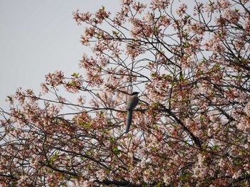 Azure-winged Magpie Isanuma Sun, 4/14/2024