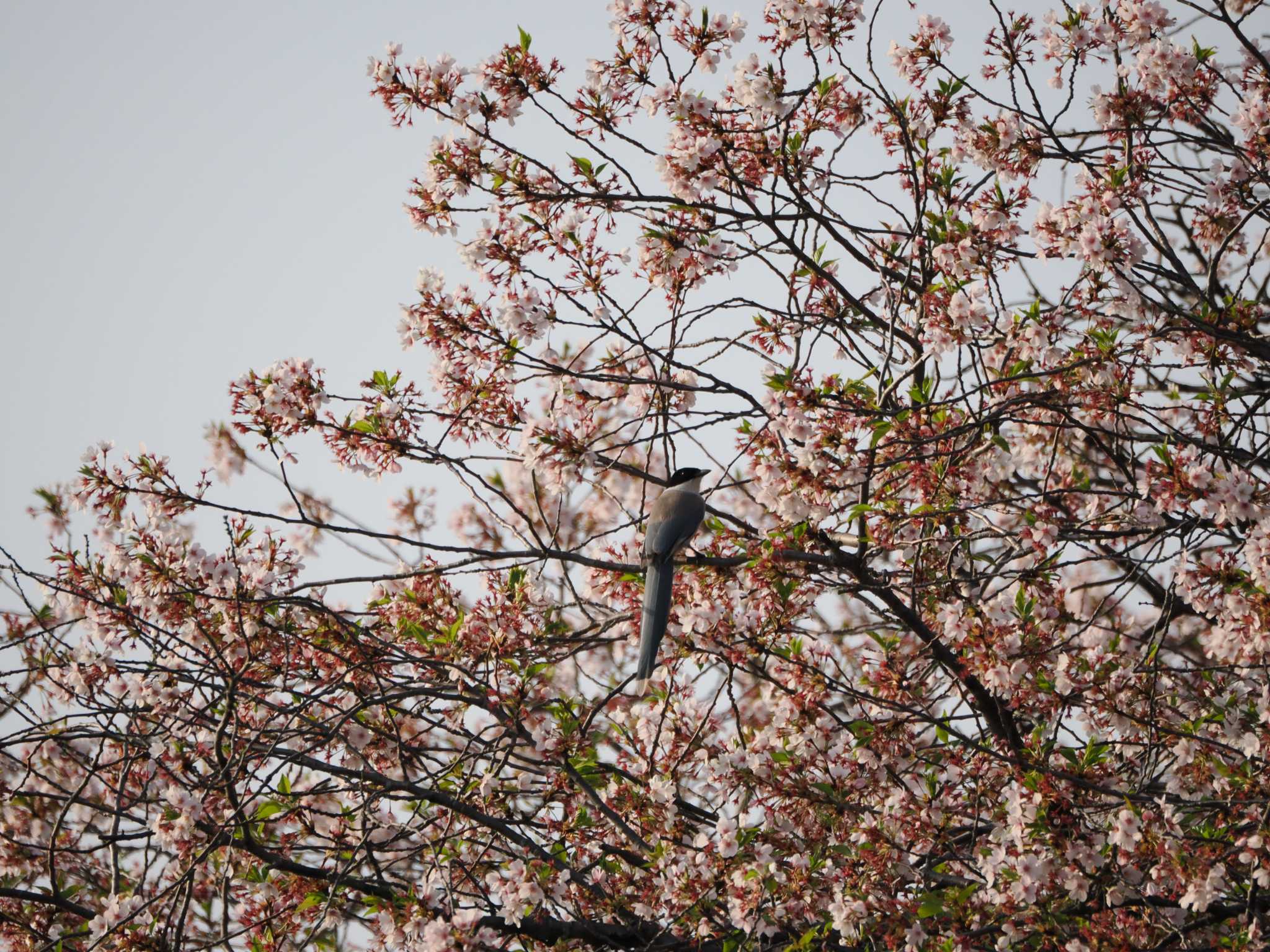 Photo of Azure-winged Magpie at Isanuma by のぶ