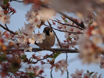 スズメ 伊佐沼 2024年4月14日(日)