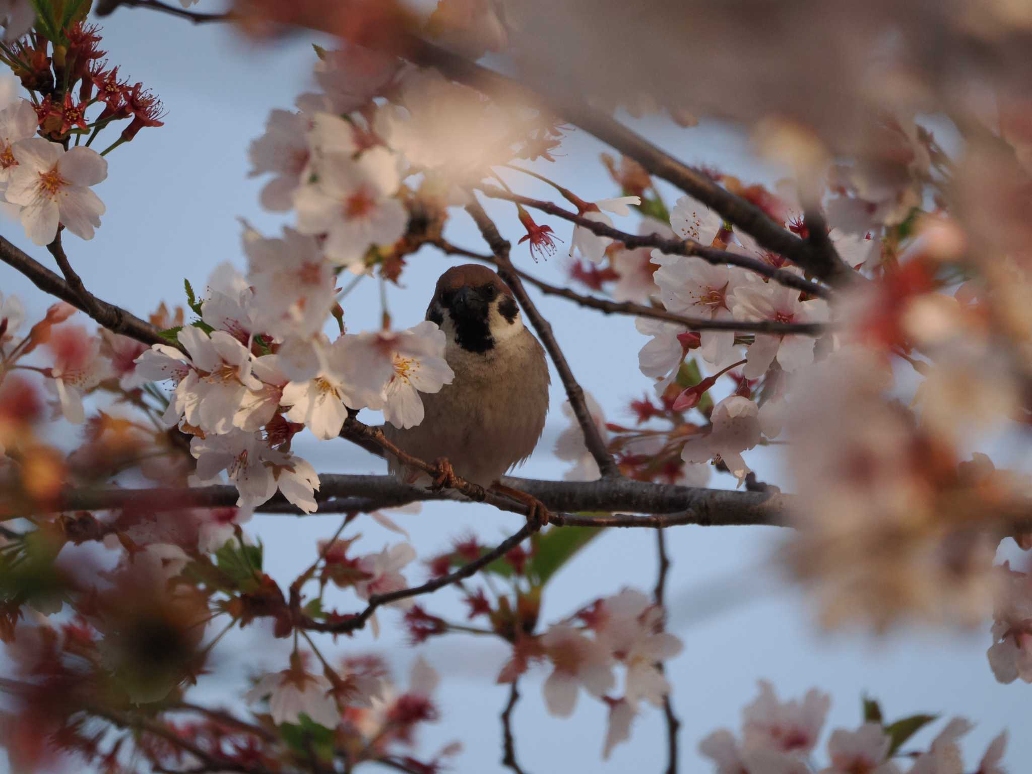 Eurasian Tree Sparrow