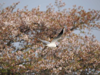 ユリカモメ 伊佐沼 2024年4月14日(日)