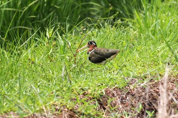 Greater Painted-snipe Unknown Spots Sun, 4/14/2024