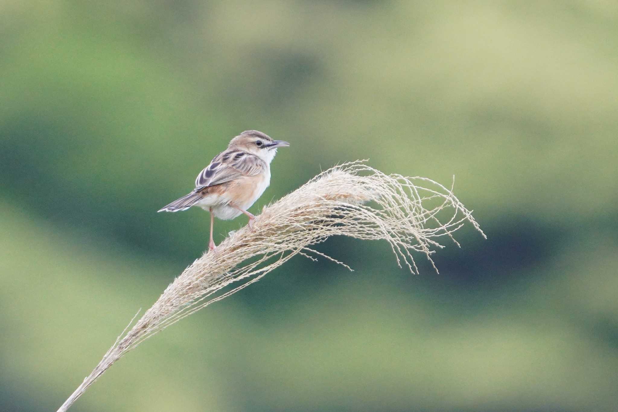 Photo of Zitting Cisticola at 秋名の水田 by TAGAMEDORI