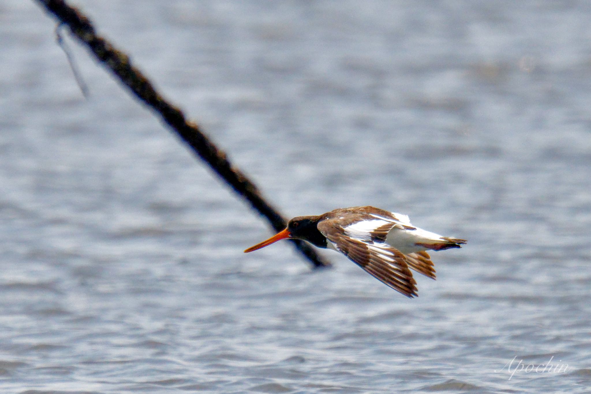 Eurasian Oystercatcher