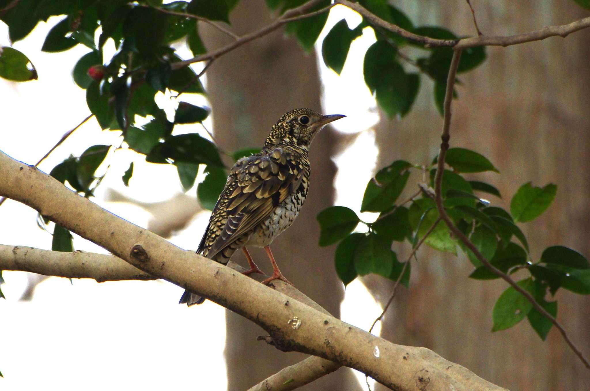 Photo of White's Thrush at 厚木七沢森林公園 by BW11558