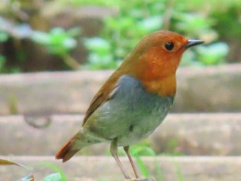 Japanese Robin 厚木七沢森林公園 Sat, 4/13/2024