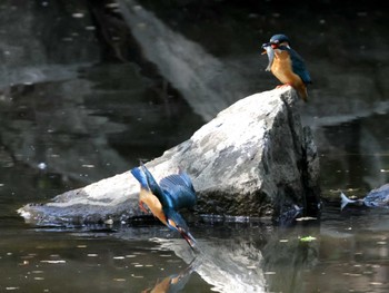 カワセミ 都立猿江恩賜公園 2024年4月14日(日)