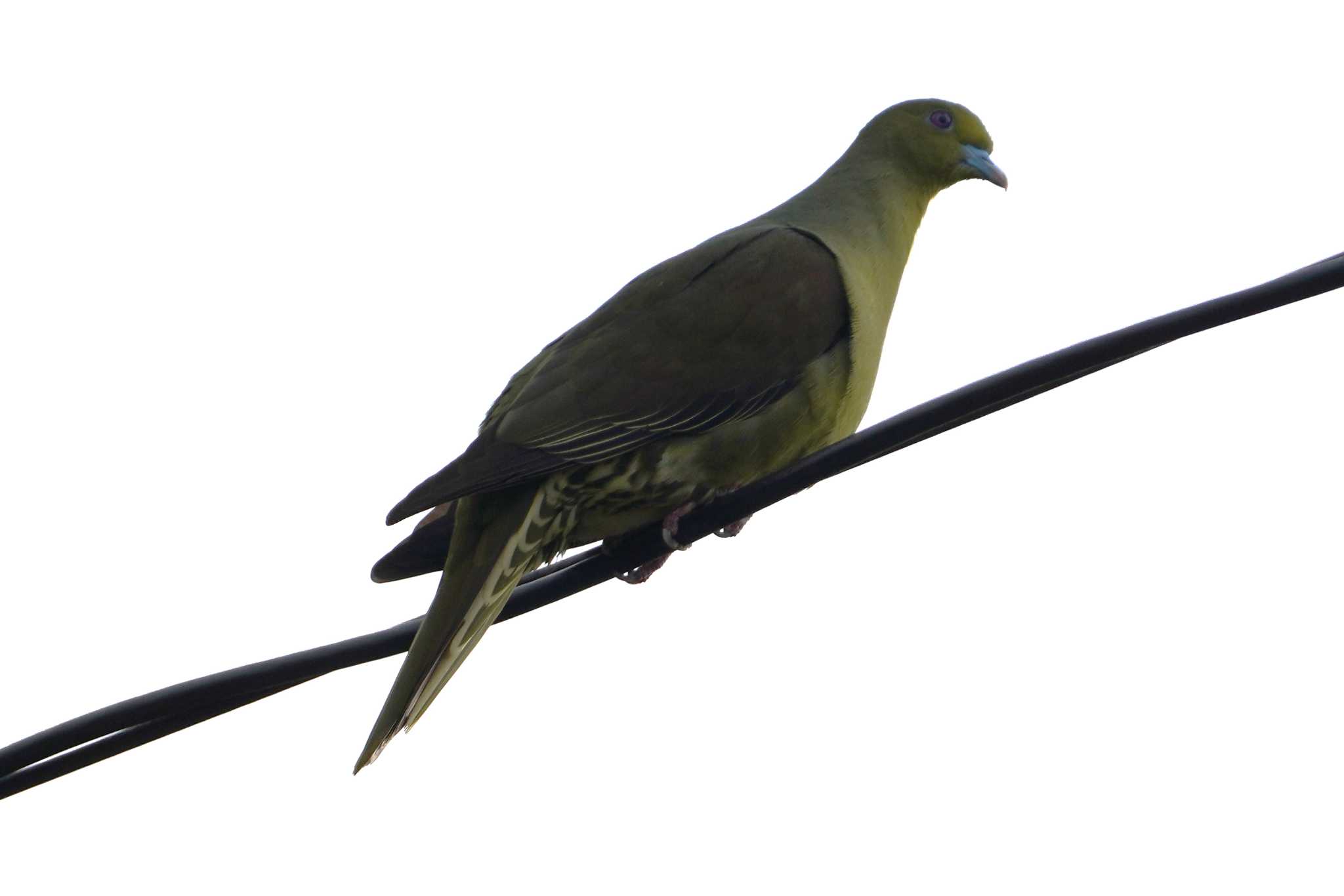 Ryukyu Green Pigeon