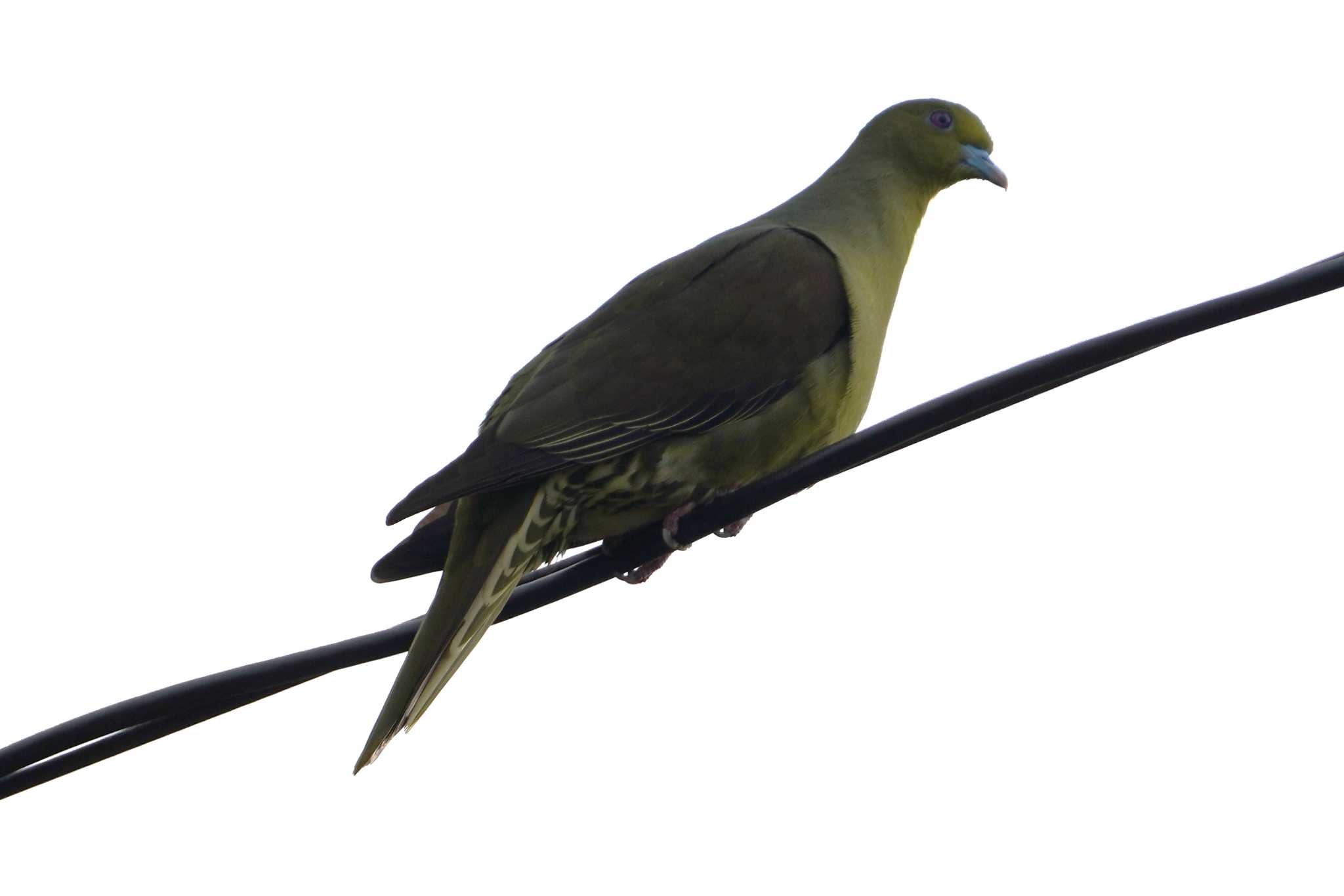 Photo of Ryukyu Green Pigeon at Amami Island(General) by TAGAMEDORI